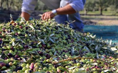 Participez aux olivades de Comm’un jardin de Mey dès le 17 octobre et tous les week-end jusqu’à fin novembre