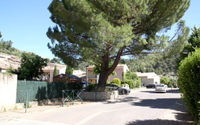La jardinière et le pin situés sur l’allée du Pré de Ville vont être supprimés