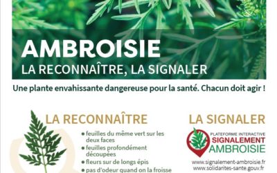 Attention Ambroisie : plantes invasives et allergènes