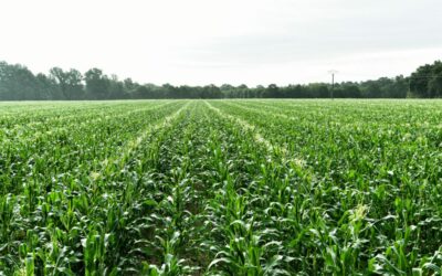 EMPLOI SAISONNIER EN AGRICOLE – CASTRAGE MAIS ET TOURNESOL – MEYRARGUES